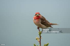 Attēlu rezultāti vaicājumam “Carpodacus erythrinus”