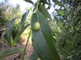 Attēlu rezultāti vaicājumam “Pontania proxima”