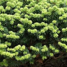 Attēlu rezultāti vaicājumam “Abies balsamea”