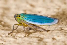 Attēlu rezultāti vaicājumam “Cicadella viridis female”