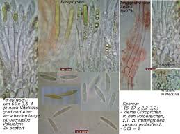 Attēlu rezultāti vaicājumam “Heyderia pusilla”