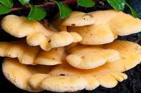 Attēlu rezultāti vaicājumam “Phyllotopsis nidulans”