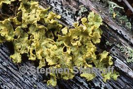 Attēlu rezultāti vaicājumam “Vulpicida pinastri”