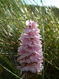 Attēlu rezultāti vaicājumam “Dactylorhiza maculata bud”