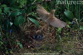 Attēlu rezultāti vaicājumam “Phylloscopus trochilus nest”