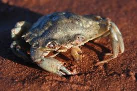 Image result for Carcinus maenas