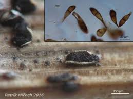 Attēlu rezultāti vaicājumam “Melampsora magnusiana”