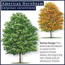 Attēlu rezultāti vaicājumam “Carpinus caroliniana”