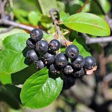 Attēlu rezultāti vaicājumam “Aronia melanocarpa fruit”