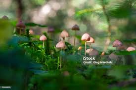 Attēlu rezultāti vaicājumam “Mycena rosella”