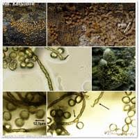 Attēlu rezultāti vaicājumam “Trichia contorta”