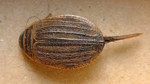 Attēlu rezultāti vaicājumam “Acilius sulcatus male”