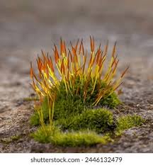Attēlu rezultāti vaicājumam “Ceratodon purpureus sporophyte”