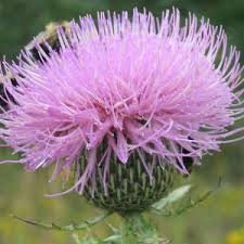 Attēlu rezultāti vaicājumam “Cirsium x rigens flower”