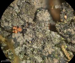 Attēlu rezultāti vaicājumam “Parmeliella triptophylla”