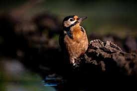 Attēlu rezultāti vaicājumam “Dendrocopos minor”