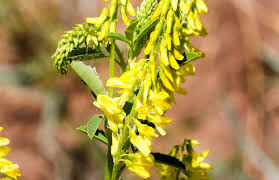 Attēlu rezultāti vaicājumam “Melilotus wolgicus flower”