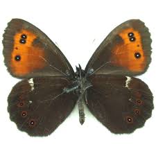 Attēlu rezultāti vaicājumam “Erebia aethiops underside”