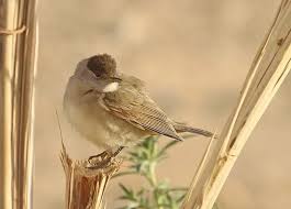 Attēlu rezultāti vaicājumam “Sylvia atricapilla”