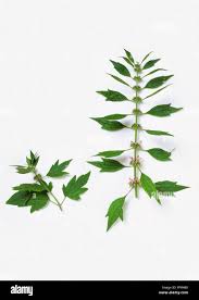 Attēlu rezultāti vaicājumam “Leonurus cardiaca leaf”