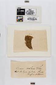 Attēlu rezultāti vaicājumam “Dicranum montanum var. truncicolum”