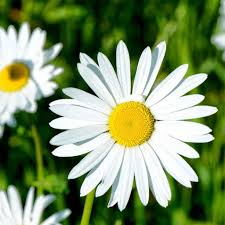 Image result for Chrysanthemum leucanthemum