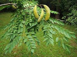 Attēlu rezultāti vaicājumam “Gymnocladus dioicus”