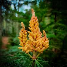 Attēlu rezultāti vaicājumam “Pinus sylvestris female flower”