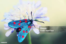 Attēlu rezultāti vaicājumam “Zygaenidae”