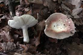 Attēlu rezultāti vaicājumam “Russula vesca”