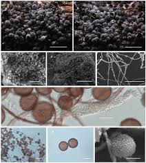 Attēlu rezultāti vaicājumam “Diderma ochraceum spores”