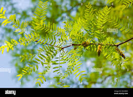 Attēlu rezultāti vaicājumam “Gleditsia triacanthos flower”