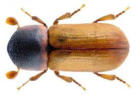 Attēlu rezultāti vaicājumam “Scolytidae”