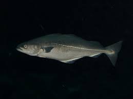 Image result for Pollachius virens