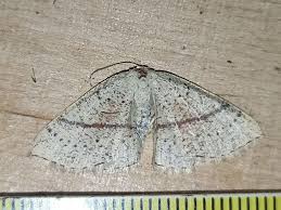 Attēlu rezultāti vaicājumam “Cyclophora punctaria”