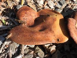 Attēlu rezultāti vaicājumam “Inonotus rheades”