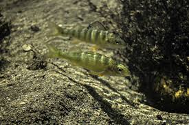 Image result for Perca flavescens