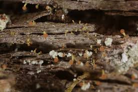 Attēlu rezultāti vaicājumam “Sclerophora pallida”