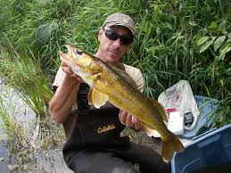 Image result for Sander canadensis/vitreus