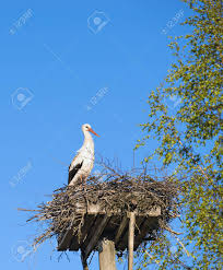 Attēlu rezultāti vaicājumam “Ciconia ciconia nest”