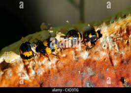 Attēlu rezultāti vaicājumam “Diaperis boleti nest”