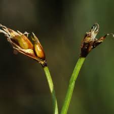 Attēlu rezultāti vaicājumam “Carex chordorrhiza leaf”