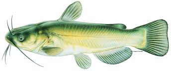 Image result for Ameiurus melas