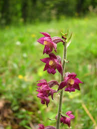 Attēlu rezultāti vaicājumam “Epipactis atrorubens leaf”