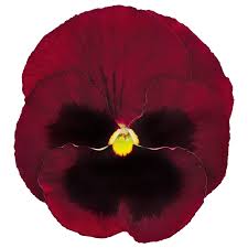 Image result for Viola wittrockiana