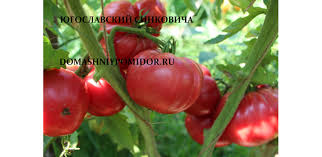 Afbeeldingsresultaat voor crnkovic yugoslavian tomato