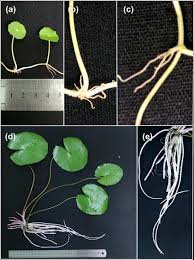 Attēlu rezultāti vaicājumam “Hydrocotyle vulgaris”