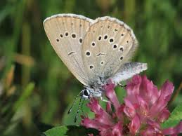 Attēlu rezultāti vaicājumam “Maculinea teleius underside”