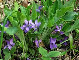 Attēlu rezultāti vaicājumam “Viola hirta”