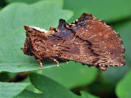 Attēlu rezultāti vaicājumam “Ptilodon capucina imago”